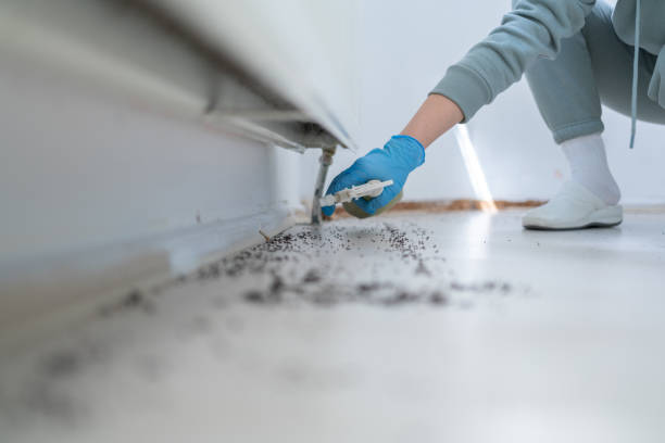 Best Local Pest Control Services  in East Dublin, GA